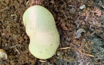 Zoom image: Puffball Mushroom (Scleroderma citrinum.) - July 2021 (Photo by Sean Lepo) 