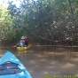 Kayaking in “los manglares costeros”, Costa Rica. 