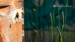 Zoom image: Honey bees flying into a wooden hive with the College of Arts and Sciences logo.