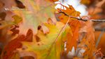 Zoom image: Closeup of orange leaves on a tree during autumn with the College of Arts and Sciences logo.