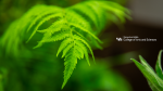 Zoom image: Arts and Sciences logo with a close-up of a fern leaf.