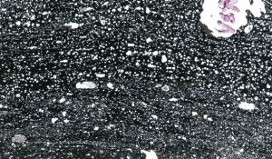 Thin section image of a bomb rim from Veyo scoria cone. 