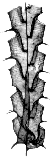 The fossilized remains of a colony of Paraorthograptus kimi, an archaic species of deep-sea plankton. 