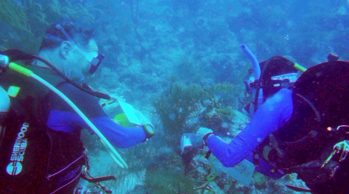 A student and professor conduct research underwater. 