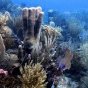 coral reef St. John, US Virgin Island. 