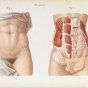 Historical anatomical figures. 