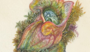 Illustration of a pitcher plant by Dana Boyle. 