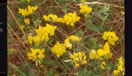 Still image of yellow flowers from Carl Lee's 'Unity Island'. 