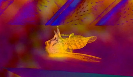 Kalpana Subramanian at Signal Culture.