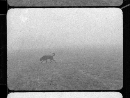 A black and white image from a film still (bordered by the film framelines) of a foggy, minimal landscape of a field and the sky with a black dog sauntering across from left to right. 