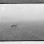 A black and white image from a film still (bordered by the film framelines) of a foggy, minimal landscape of a field and the sky with a black dog sauntering across from left to right. 