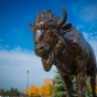 Bronze buffalo statue. 