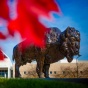 Bronze buffalo in fall. 