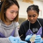UB students Erin Hong (left) and Jenny Ababio work during a CRISPR lab session in mid-November. 