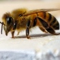 Close-up image of a bee. 