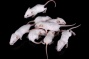 Laboratory mice sit on a black background. 