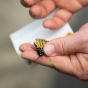Hands hold a monarch butterfly, tagging its wings with a small sticker. 