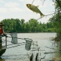 An invasive Asian carp leaps out of the water to escape biologists’ nets. 