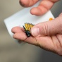 Stickers are placed on the wings of monarch butterflies. 