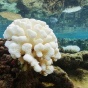 A large coral bleached white. 
