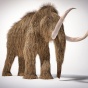 Woolly mammoth realistic 3d illustration; front perspective view. 