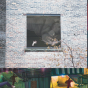 Hanyu Liao, "Gracie", 2020, photo collage, dimensions variable. Image courtesy of the artist. 