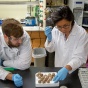 Diana Aga examines tern eggs in her lab. 