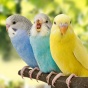 Colorful budgerigars sitting on a branch. 