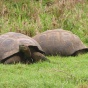A picture of two tortoises sitting on the grass. 