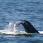 A picture of a whale tail, showing diving into the water. 