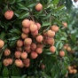Lychee fruits growing. 