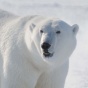 An adult male polar bear in northwestern Greenland. Photo: Øystein Wiig. 