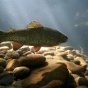  Lake trout photographed underwater. 