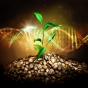 Concept of coffee genome featuring a coffee plant sprouting from a pile of coffee beans with a DNA strand in the background. 