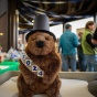 Ridge Lea Larry II, a stuffed groundhog, wears a tall black hat and a 2024 sash. 