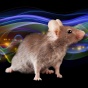 A close-up image of a mouse set against a dark background with colorful, flowing wave patterns, symbolizing data or sound waves, in the background. 