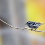 Black and white warbler on a branch. 