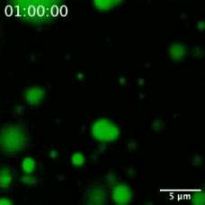 Animated scientific microscopy image on a dark, nearly black background showing multiple glowing green spots of varying sizes. The spots resemble soft, round droplets that gently shift and flicker over time. Some droplets appear to move slightly or change shape, and faint thin extensions or connections begin to form between certain droplets, suggesting the development of filament-like structures. In the upper left corner, white text reads: &ldquo;01:00:00&rdquo; In the lower right corner, a white scale bar is labeled: &ldquo;5 &mu;m&rdquo; (five micrometers) Overall, the animation depicts microscopic protein droplets gradually interacting and forming fibril-like connections in a fluid environment. 