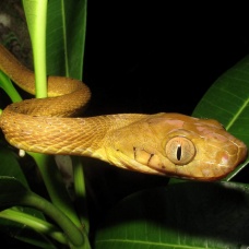 Brown tree snake in a tropical plant. 