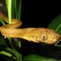 Brown tree snake in a tropical plant. 