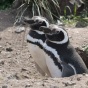 Two penguins stand side by side on rocky ground, with sparse plants around them in a natural outdoor setting. 