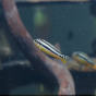 Small striped fish with yellow fins swims in an aquarium with rocks and driftwood in the background. 