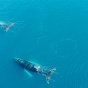 Aerial view of two humpback whales swimming in clear blue ocean water. 