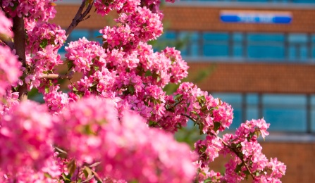 Flowering Trees on North Campus in Spring. 