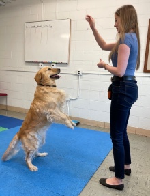 Allison Scagel in Dog Cognition Lab.
