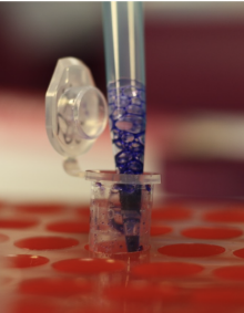 Technique in Torregrossa Lab. 