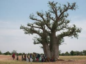 People gathered beneath a large tree in Africa. 