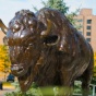 Buffalo statue, North Campus. 