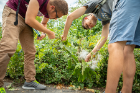 Students Mohammad Khan and Michael Streicher look for different life stages (instars) of monarch larvae on the common milkweed plants in Riverside Park.