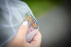 Cassandra Rivier grasps the wings of a monarch butterfly. Holding the wings firmly helps to prevent damage, which can occur if the insects fly inside the nets.